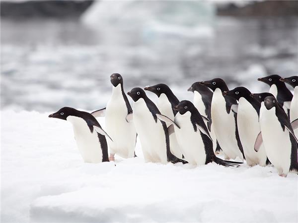 East and West Peninsula Antarctic cruise