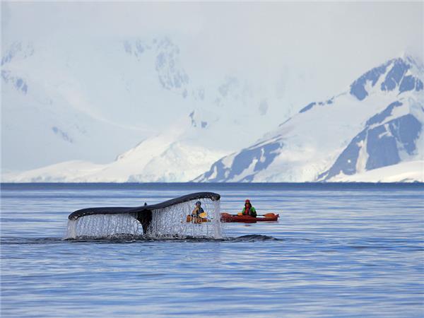 East and West Peninsula Antarctic cruise