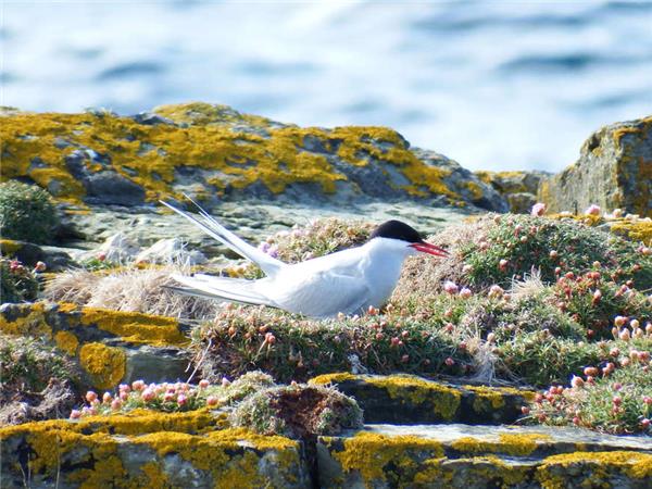 Walking Scotland�s Orkney Islands vacation