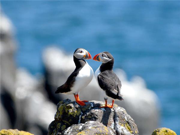 Walking Scotland�s Orkney Islands vacation