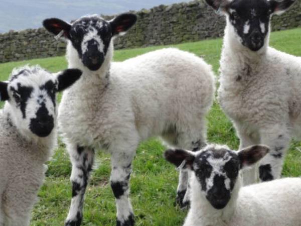 Yorkshire dales walking vacation in England