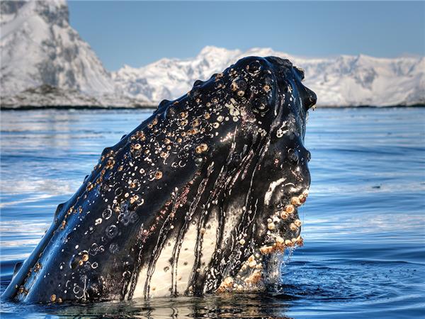 Antarctic whale watching cruise