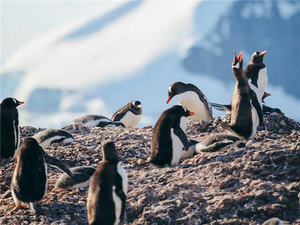 Antarctic whale watching cruise