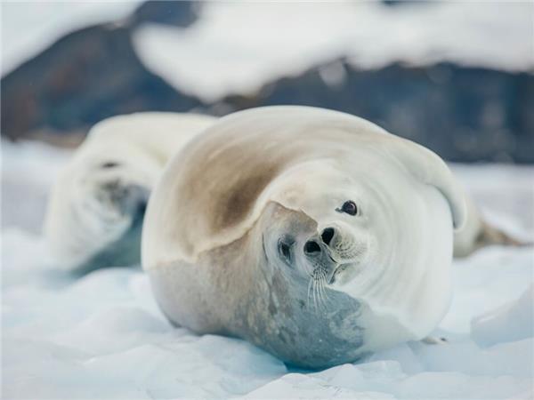 Antarctic whale watching cruise