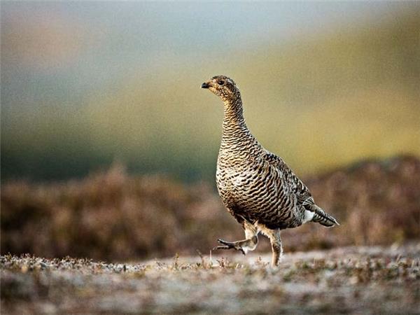 Cairngorms wildlife winter adventure