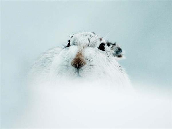 Cairngorms wildlife winter adventure