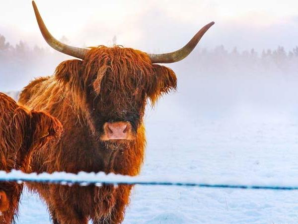Cairngorms wildlife winter adventure