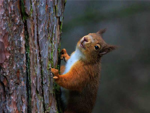 Cairngorms wildlife winter adventure