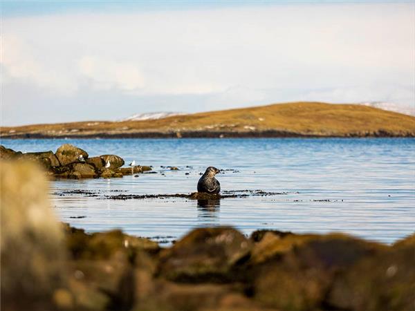 Shetland and Orkney walking vacation, Scotland