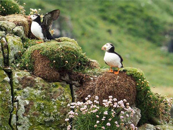 Shetland and Orkney walking vacation, Scotland