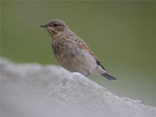 Northumberland wildlife vacation, England