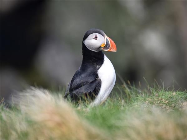 Northumberland wildlife vacation, England