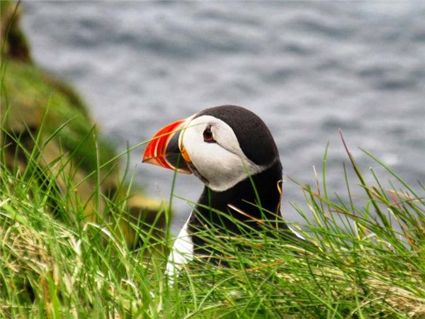 Northumberland wildlife vacation, England