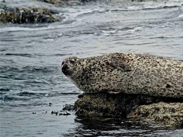 Northumberland wildlife vacation, England