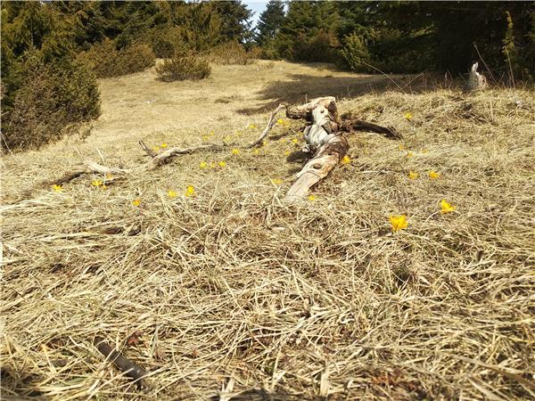 Hiking in the Rhodope Mountains, Short Break