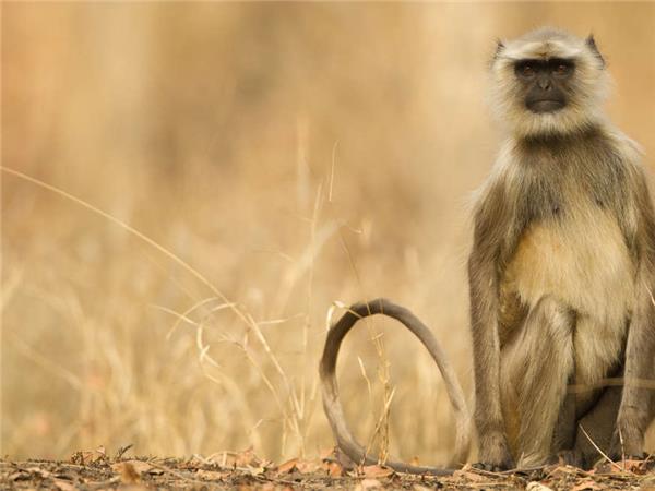 India tiger safari small group vacation