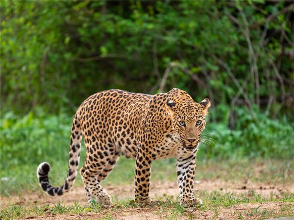 India tiger safari small group vacation