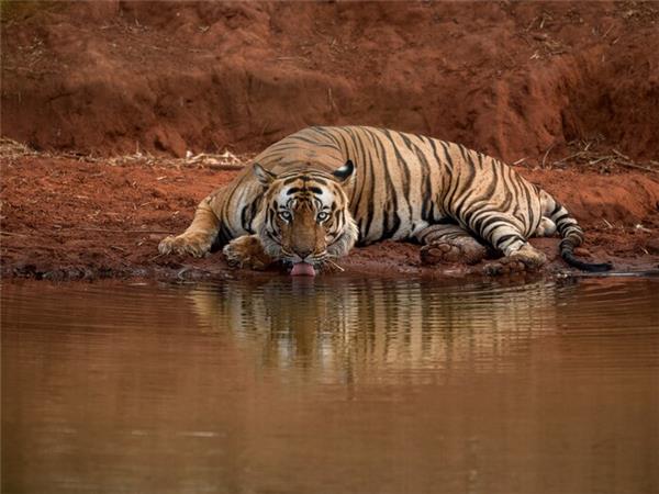 India tiger safari small group vacation