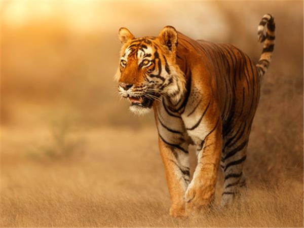 India tiger safari small group vacation