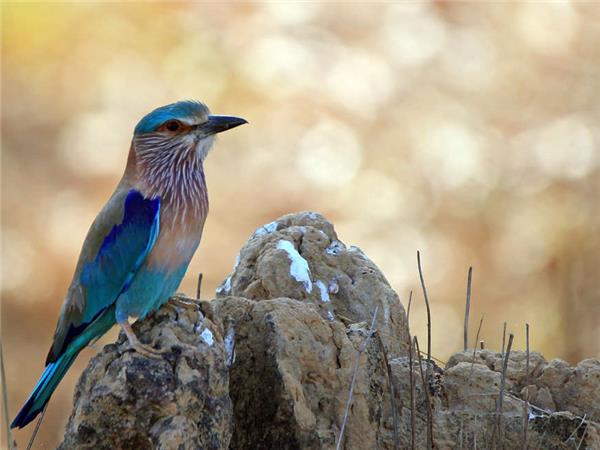 India tiger safari small group vacation