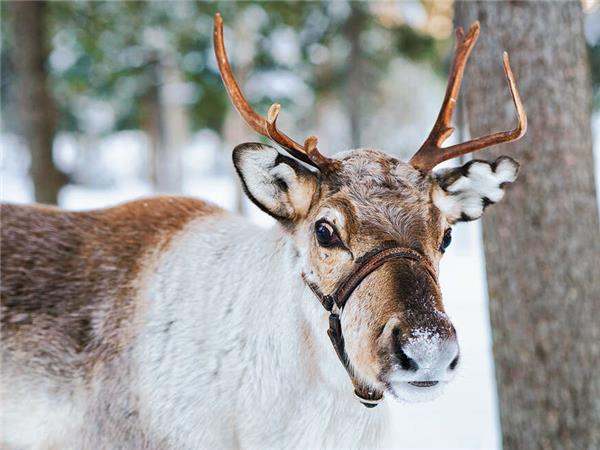 Finnish Lapland Winter adventure vacation