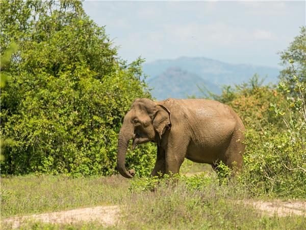 Sri Lanka budget vacation