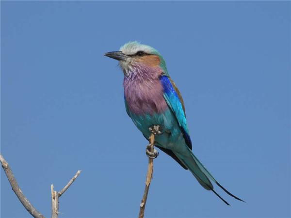 Botswana Wildlife vacation with added comfort