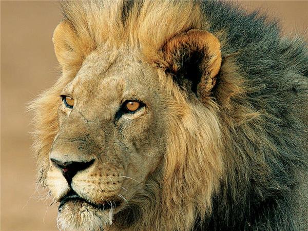 Botswana Wildlife vacation with added comfort