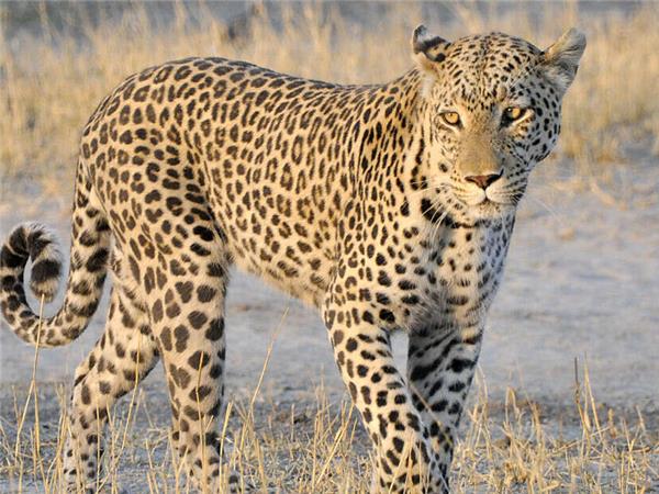 Botswana Wildlife vacation with added comfort