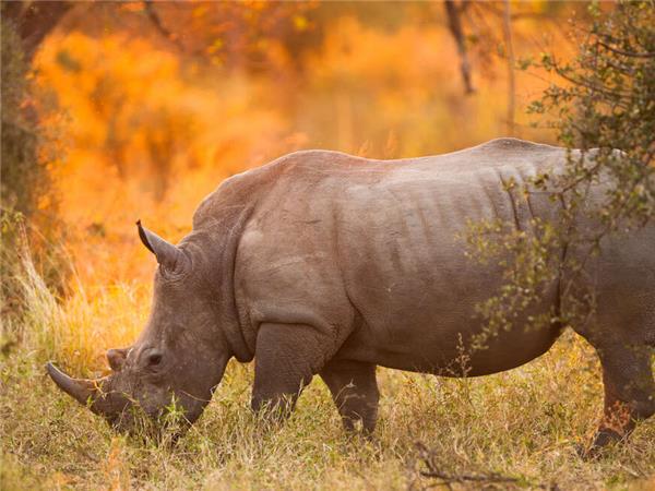 Botswana Wildlife vacation with added comfort