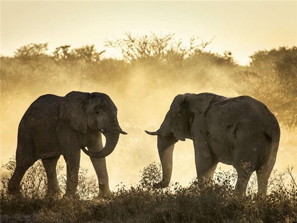Botswana Wildlife vacation with added comfort