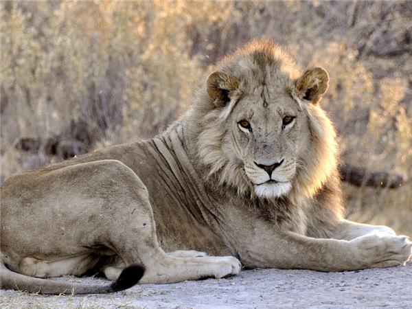 Botswana Wildlife vacation with added comfort
