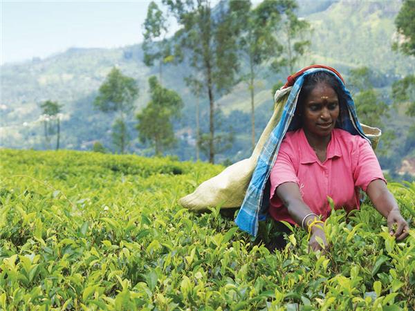 Sri Lanka tour with added comfort