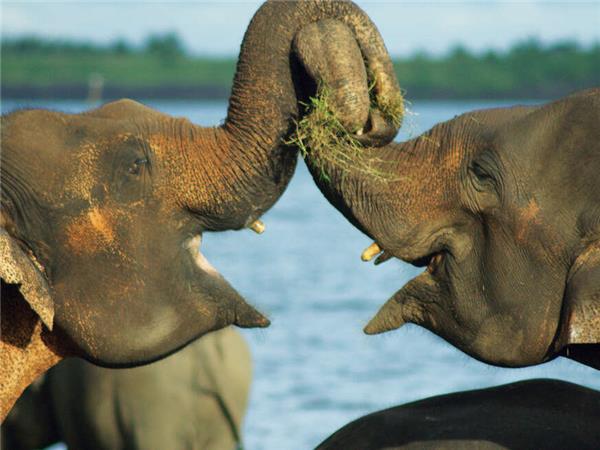 Sri Lanka tour with added comfort