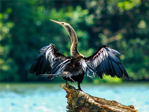Costa Rica wildlife vacation with added comfort