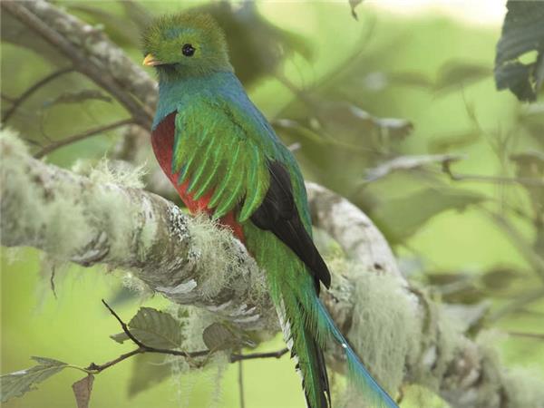Costa Rica wildlife vacation with added comfort