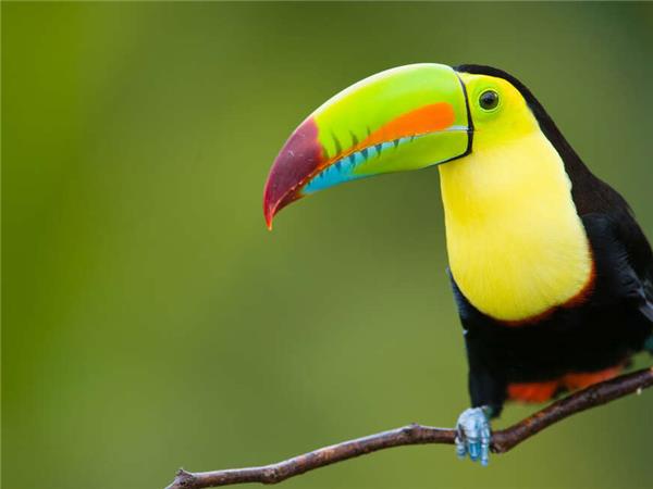 Costa Rica wildlife vacation with added comfort