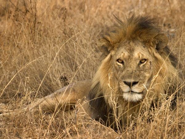 Tanzania small group vacation, safari & Serengeti
