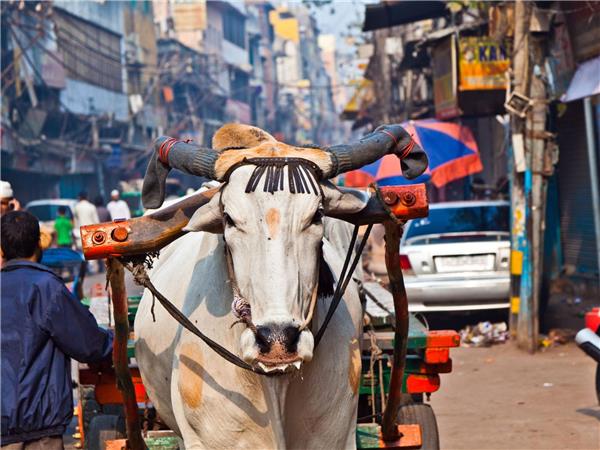 Nepal, Bhutan and India tour