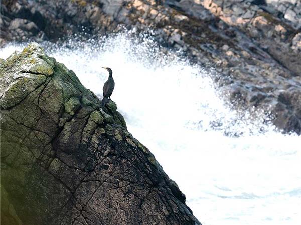 Inner Hebrides autumn wildlife tour, Scotland