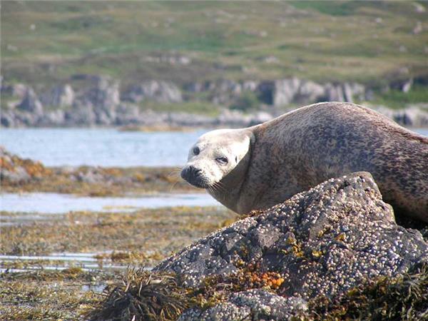 Inner Hebrides autumn wildlife tour, Scotland