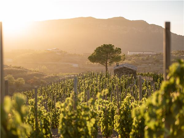 Hiking in Catalonia, Priorat wine region