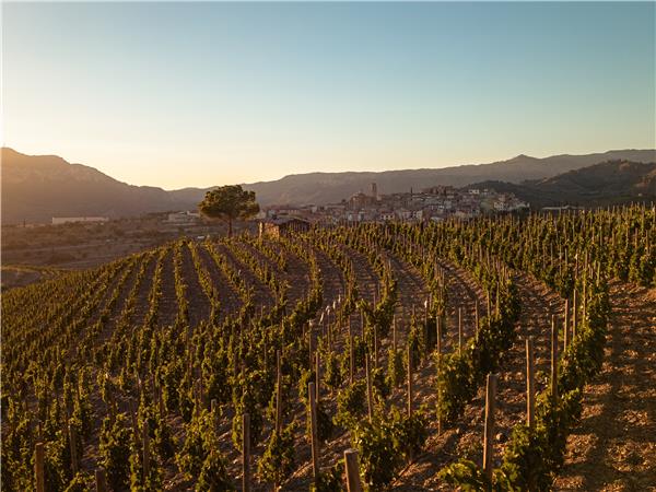 Hiking in Catalonia, Priorat wine region