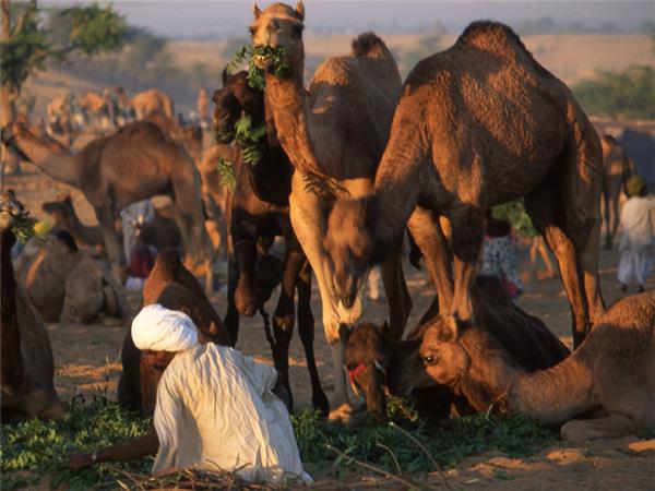 Rajasthan desert adventure