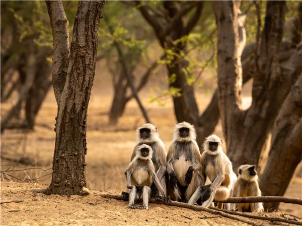 Rajasthan desert adventure