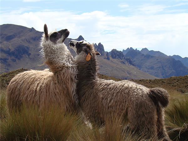Ecuador vacations, Andes to Amazon