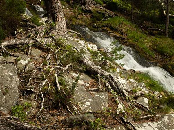 Cairngorms & Royal Deeside hiking vacation, Scotland