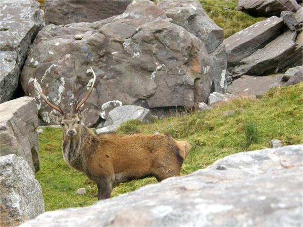 Cairngorms & Royal Deeside hiking vacation, Scotland