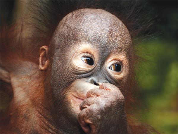Sarawak wildlife & beach vacation