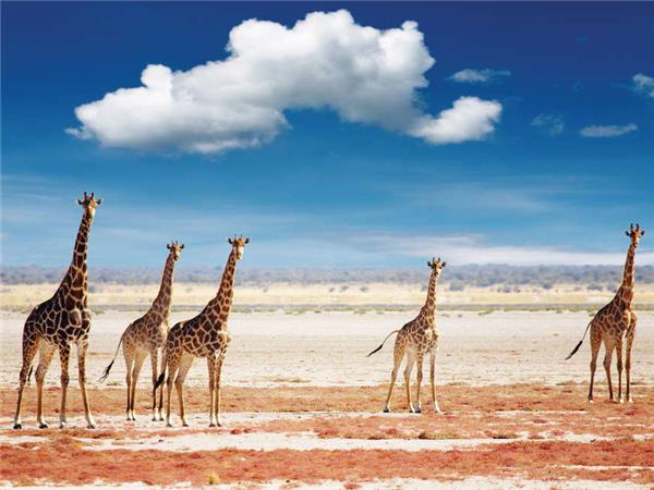 Namibia lodge safari vacation